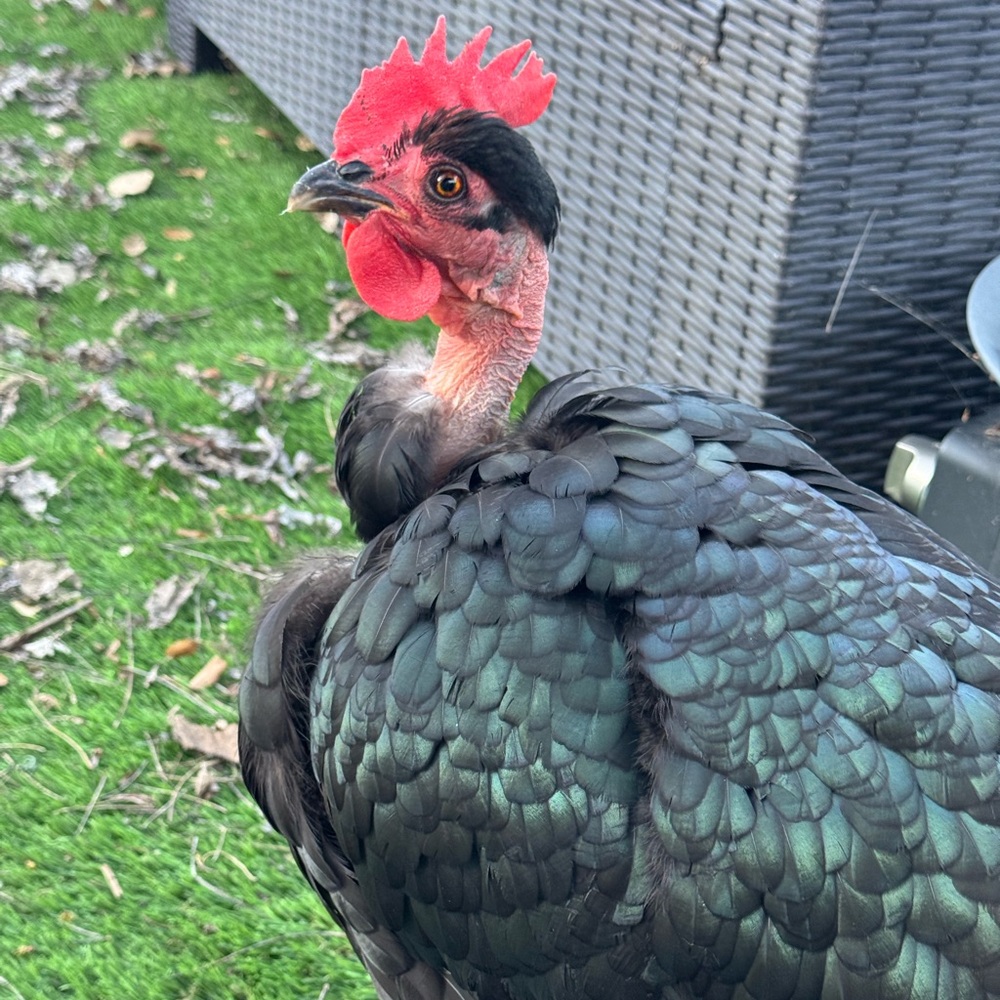 Live show alert!! 🐓🐓🐓Like this post to be notified when I go LIVE!! - Picture 6 of 9